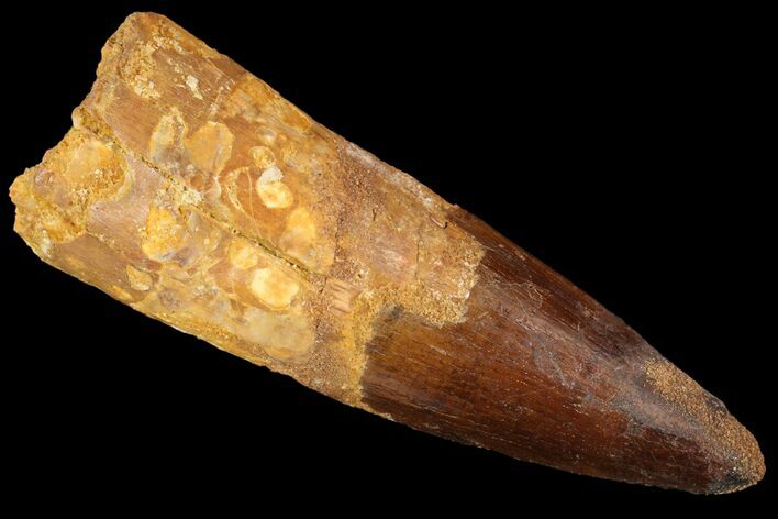 Bargain, Spinosaurus Tooth - Composite Tooth #87868
